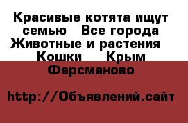 Красивые котята ищут семью - Все города Животные и растения » Кошки   . Крым,Ферсманово